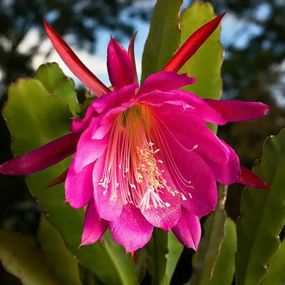 Pink Brahma Kamal Flower Plant (Pack Of-1)