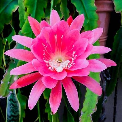 Pink Brahma Kamal Flower Plant (Pack Of-1)