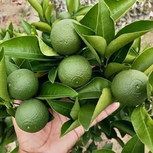 Hybrid Thi 2 Malta Orange Grafting Fruit Plant (Pack Of-1 )