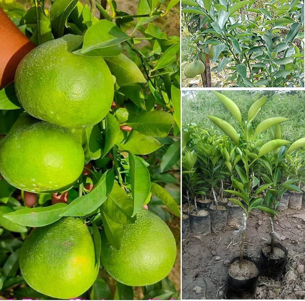 Hybrid Thi 2 Malta Orange Grafting Fruit Plant (Pack Of-1 )