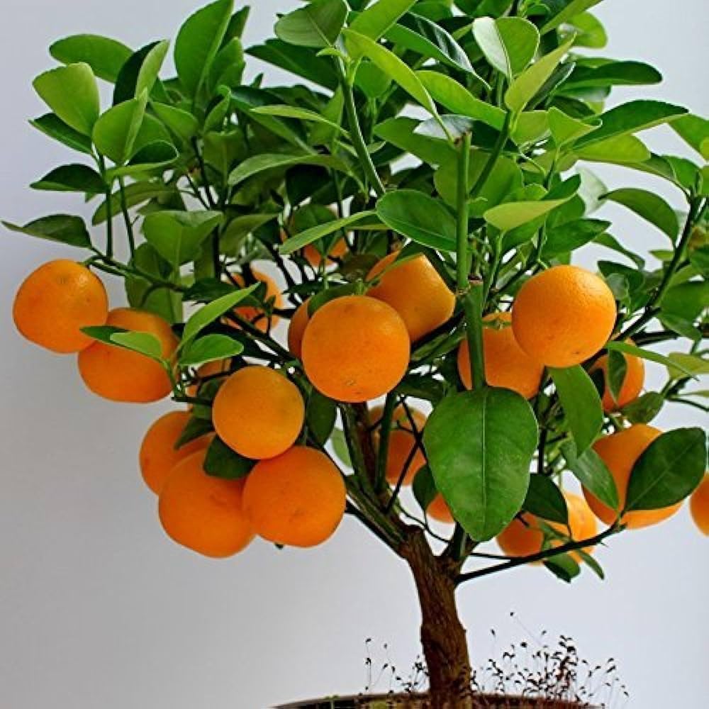 Hybrid Thi 2 Malta Orange Grafting Fruit Plant (Pack Of-1 )