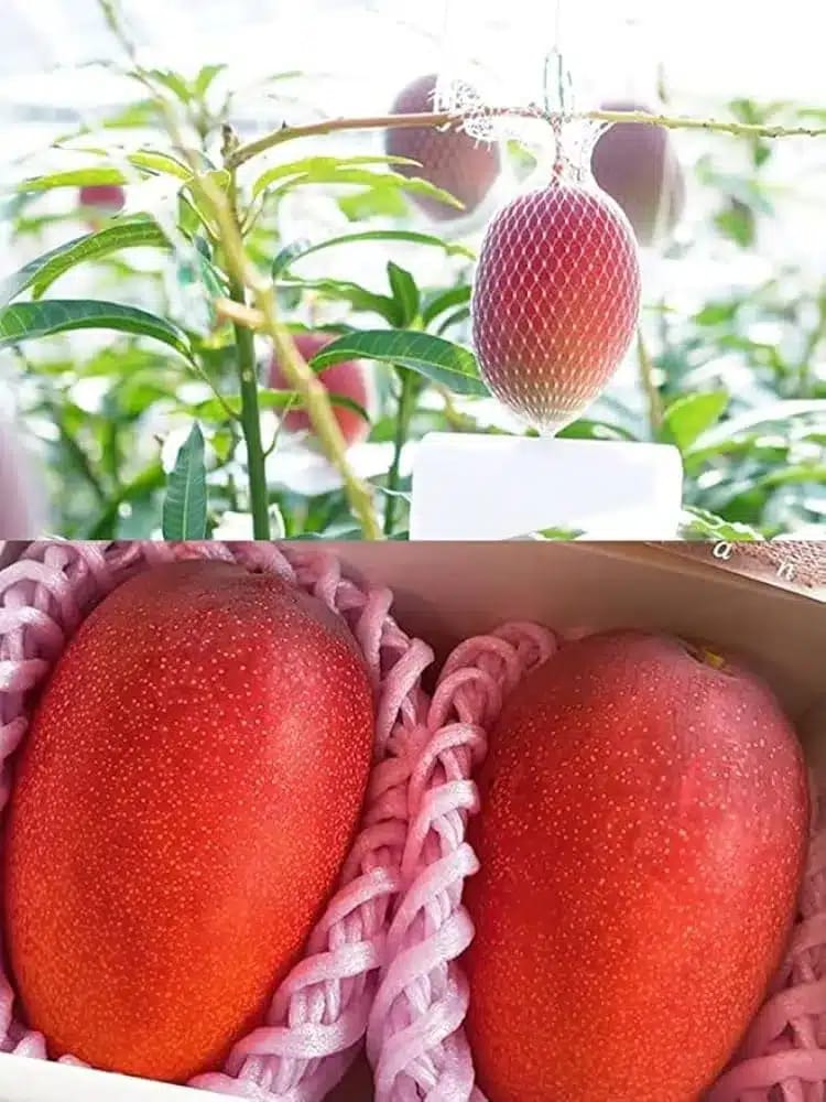 Miyazaki Mango (Hybrid & Grafting) Fruit Plant Pack Of-1