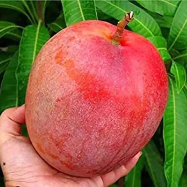 Miyazaki Mango (Hybrid & Grafting) Fruit Plant Pack Of-1