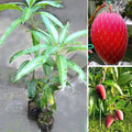 Miyazaki Mango (Hybrid & Grafting) Fruit Plant Pack Of-1