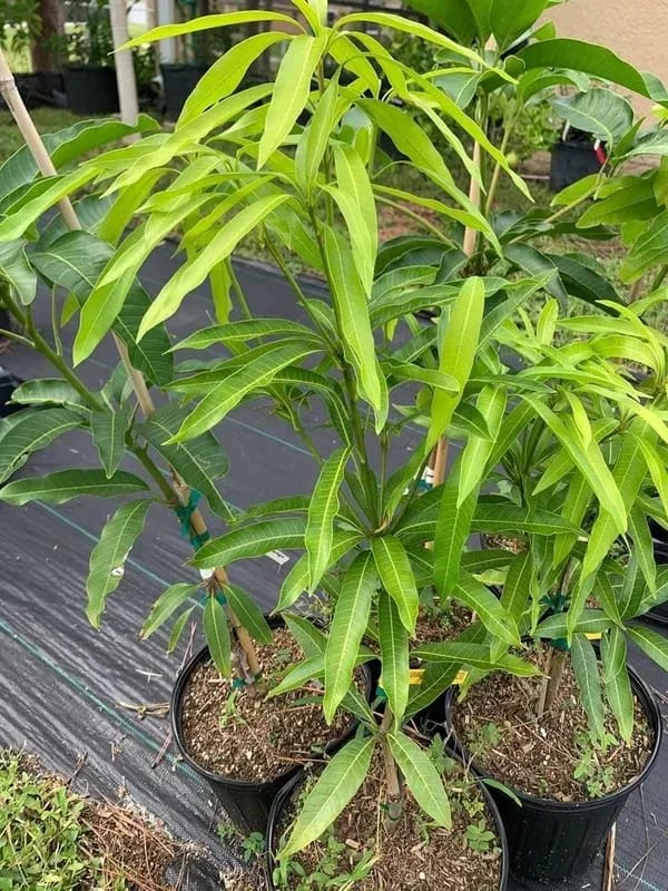 Miyazaki Mango (Hybrid & Grafting) Fruit Plant Pack Of-1