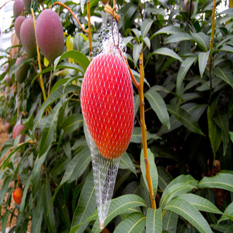 Miyazaki Mango (Hybrid & Grafting) Fruit Plant Pack Of-1