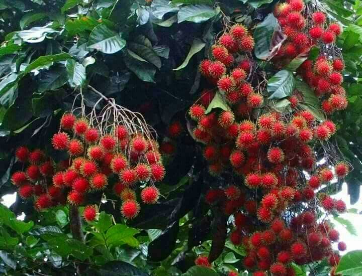 Hybrid Rambutan (non Grafting) Fruit Plant/ Pack Of-1