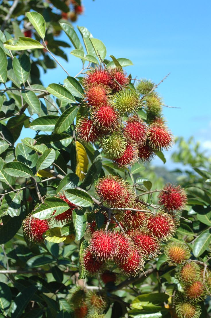 Hybrid Rambutan (non Grafting) Fruit Plant/ Pack Of-1
