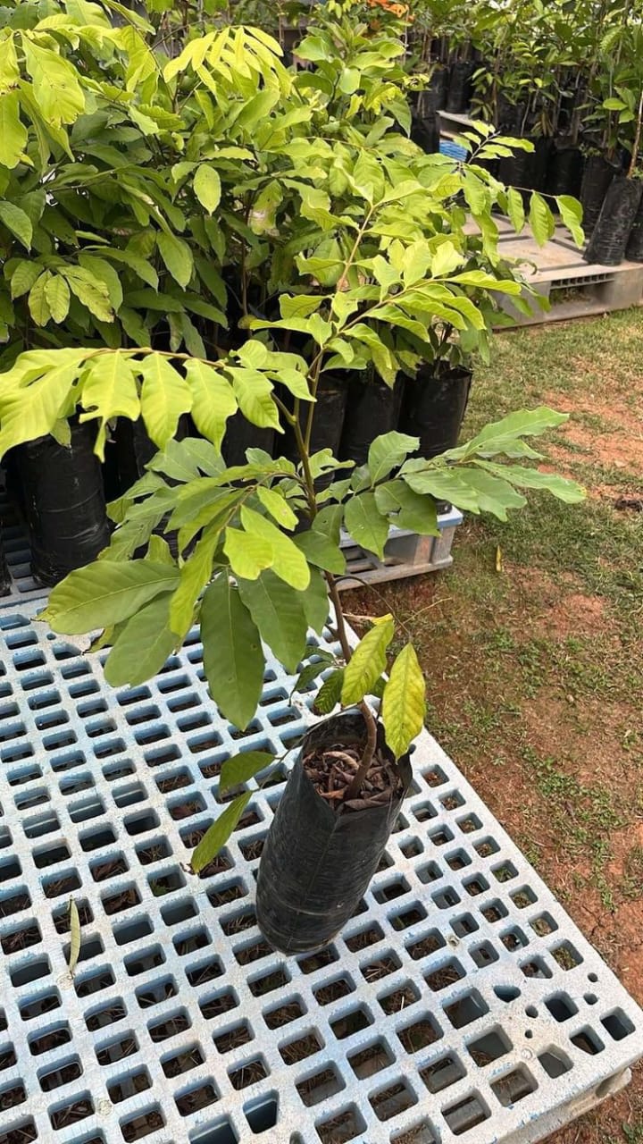 Hybrid Rambutan (non Grafting) Fruit Plant/ Pack Of-1