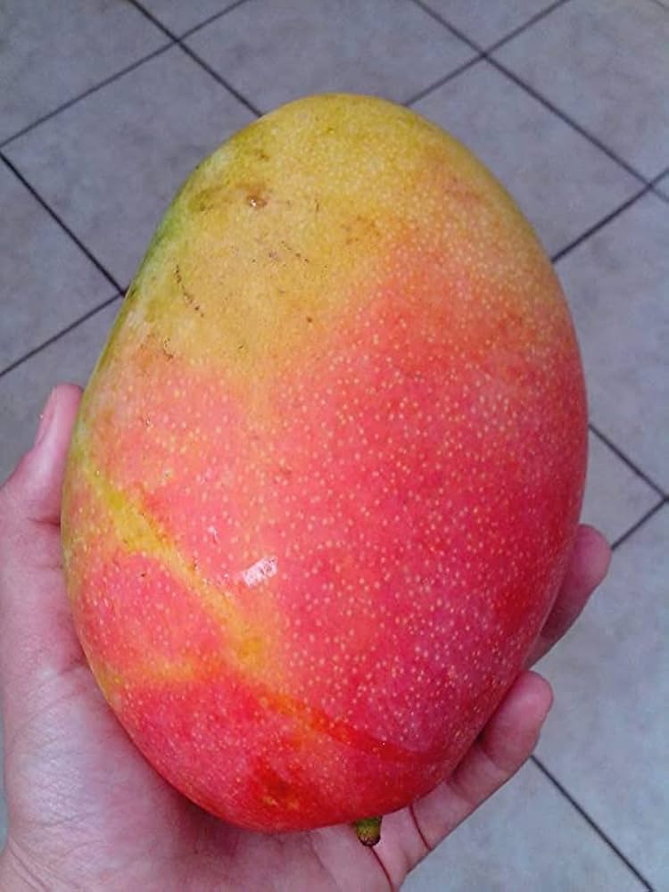 Gulab khas Mango Fruit Plant (Hybrid & Grafting) Pack Of-1