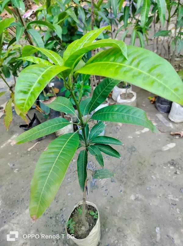 Gulab khas Mango Fruit Plant (Hybrid & Grafting) Pack Of-1