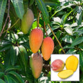 Gulab khas Mango Fruit Plant (Hybrid & Grafting) Pack Of-1