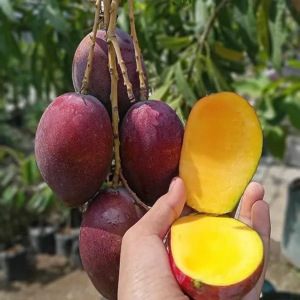 Gulab khas Mango Fruit Plant (Hybrid & Grafting) Pack Of-1
