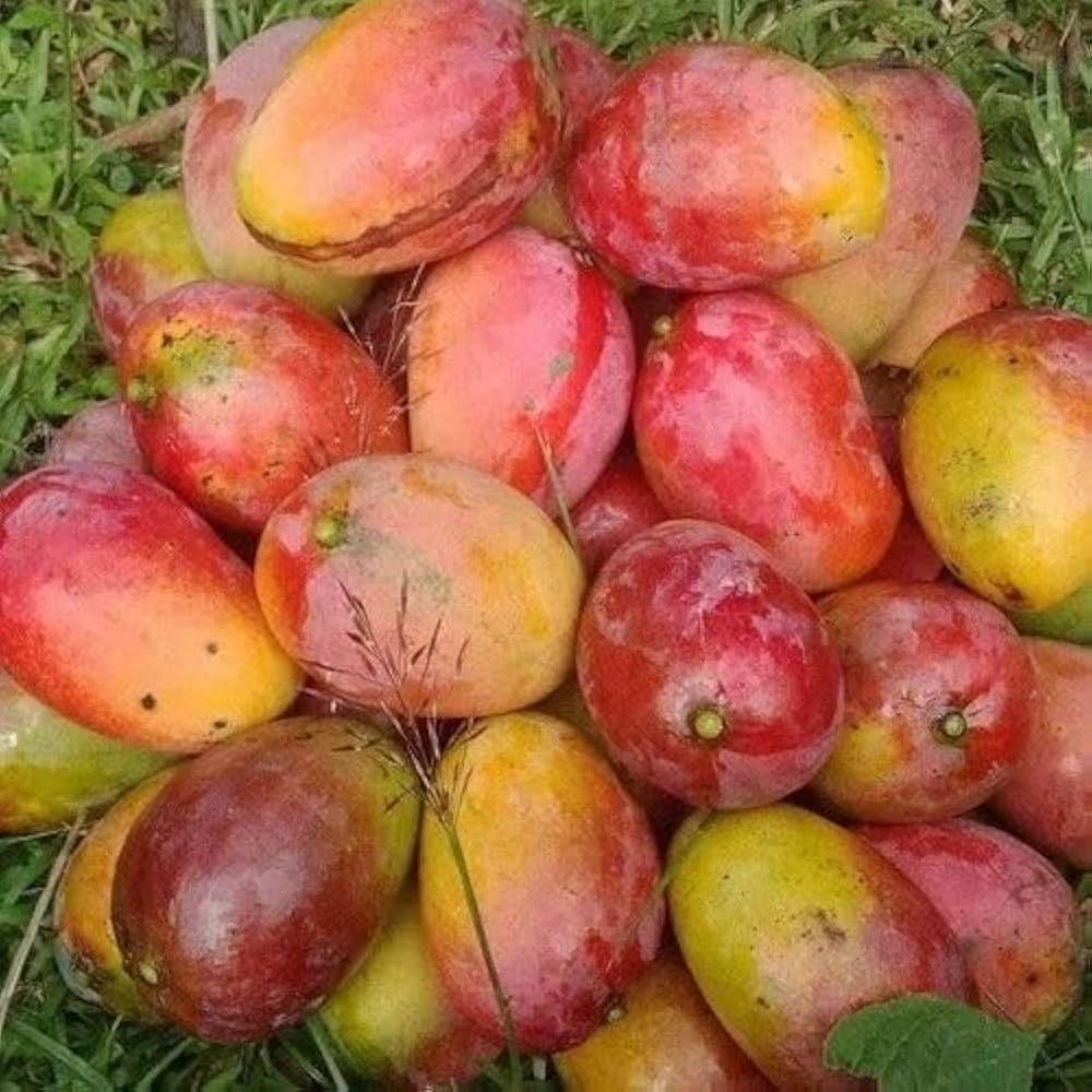 Gulab khas Mango Fruit Plant (Hybrid & Grafting) Pack Of-1