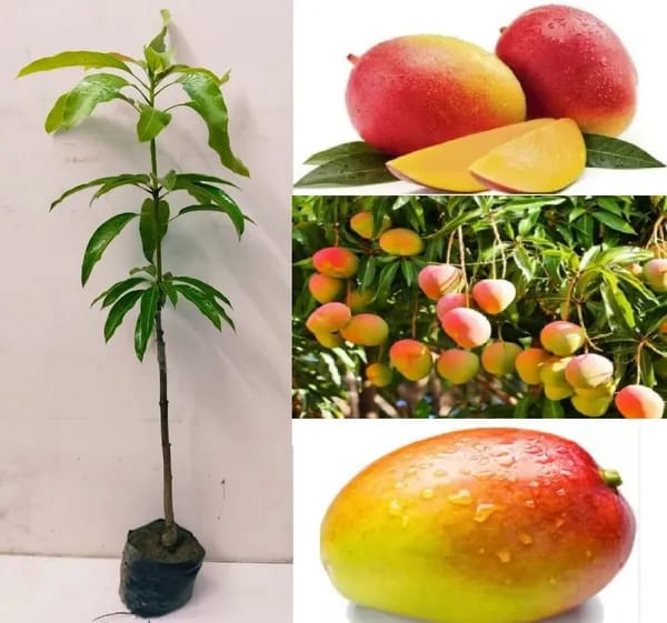 Gulab khas Mango Fruit Plant (Hybrid & Grafting) Pack Of-1