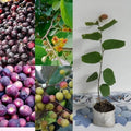 Hybrid Falsa Fruit Grafting Plant (Pack Of-1)