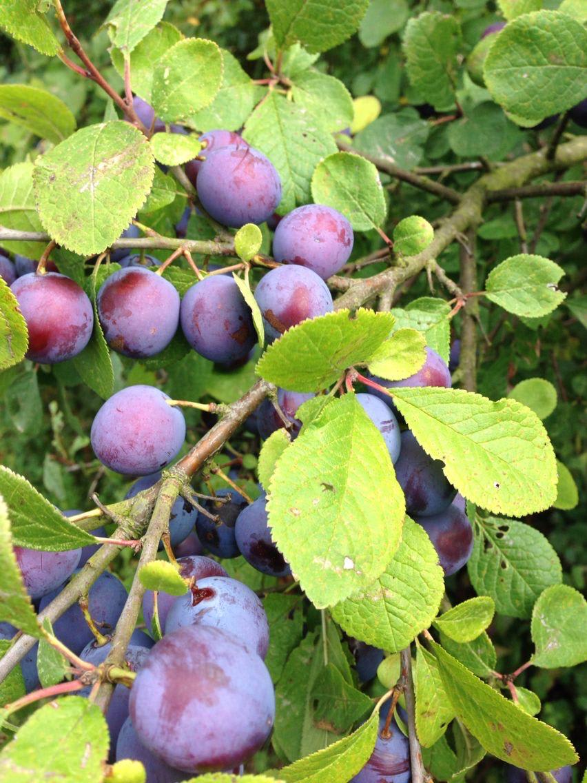 Hybrid Falsa Fruit Grafting Plant (Pack Of-1)