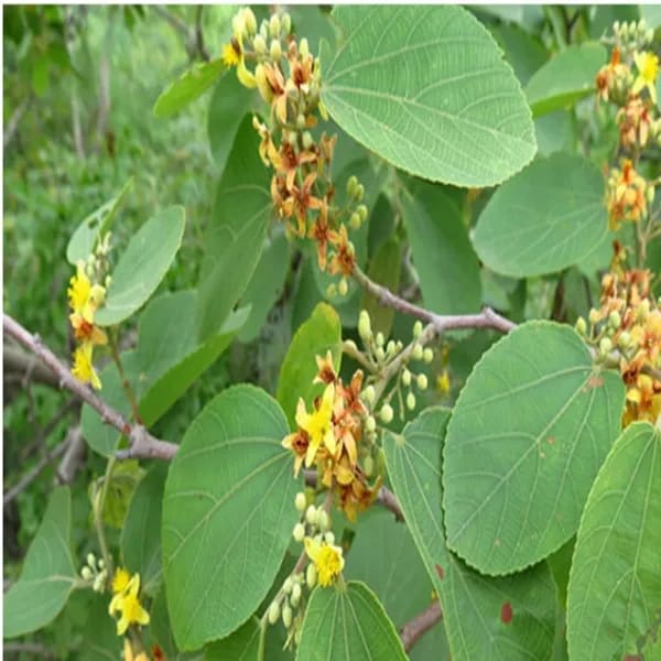 Hybrid Falsa Fruit Grafting Plant (Pack Of-1)