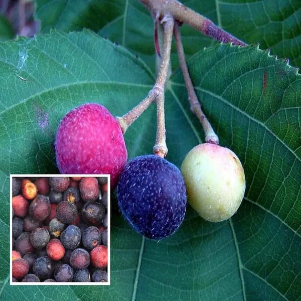 Hybrid Falsa Fruit Grafting Plant (Pack Of-1)