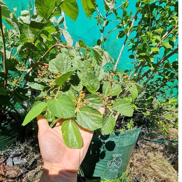 Hybrid Falsa Fruit Grafting Plant (Pack Of-1)