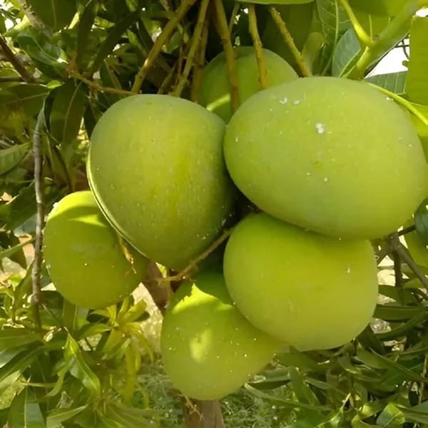 Haribhanga Mango 🥭🥭🥭 (Hybrid & Grafting) Fruit Plant Pack OF-1