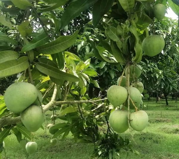 Haribhanga Mango 🥭🥭🥭 (Hybrid & Grafting) Fruit Plant Pack OF-1