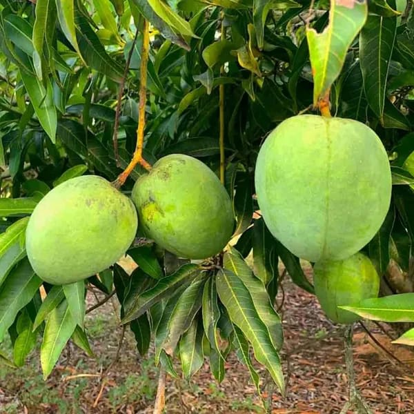 Haribhanga Mango 🥭🥭🥭 (Hybrid & Grafting) Fruit Plant Pack OF-1