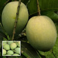 Haribhanga Mango 🥭🥭🥭 (Hybrid & Grafting) Fruit Plant Pack OF-1