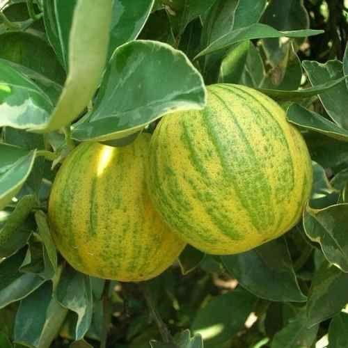 Hybrid Variegated Malta Grafting Fruit Plant (Pack Of-1 )