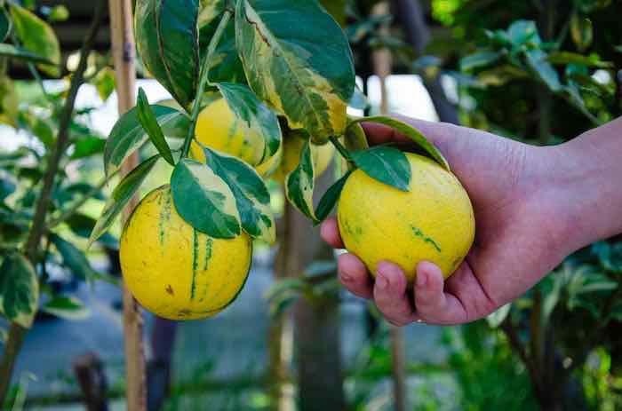 Hybrid Variegated Malta Grafting Fruit Plant (Pack Of-1 )