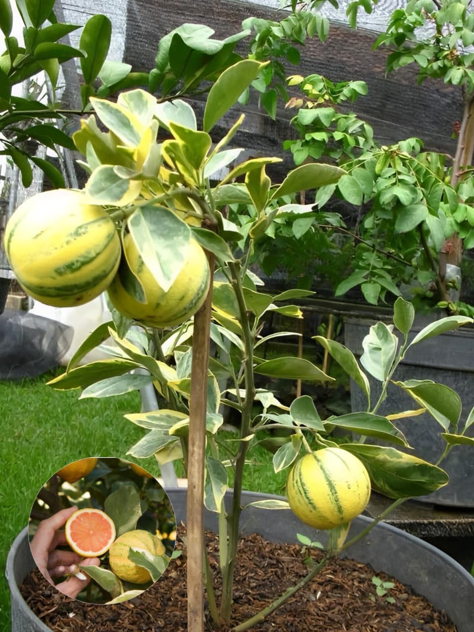 Hybrid Variegated Malta Grafting Fruit Plant (Pack Of-1 )