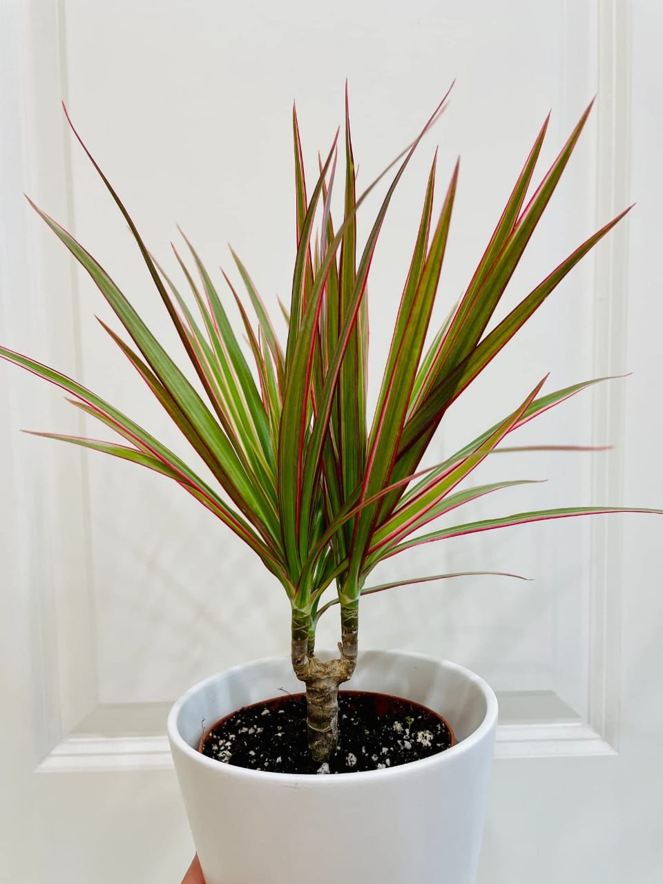 Hybrid Dracaena Plant (Pack Of-1 )