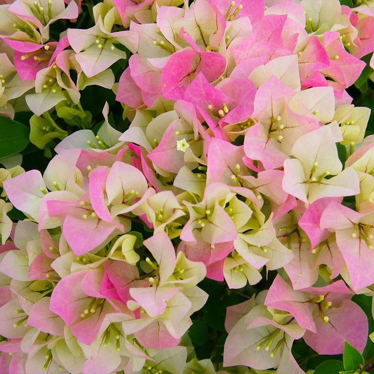 Hybrid Bougainvillea Imperial Thai Flower Plant(Pack Of-1)