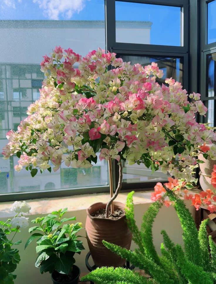 Hybrid Bougainvillea Imperial Thai Flower Plant(Pack Of-1)