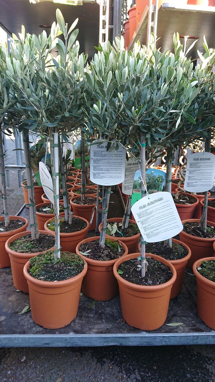 Hybrid Italian Sweet Olive 🫒🫒🫒 Grafting Plant (Pack Of 1)