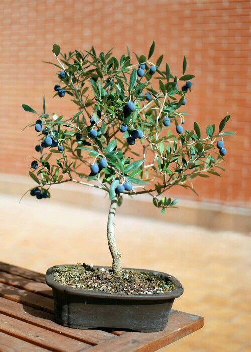 Hybrid Italian Sweet Olive 🫒🫒🫒 Grafting Plant (Pack Of 1)