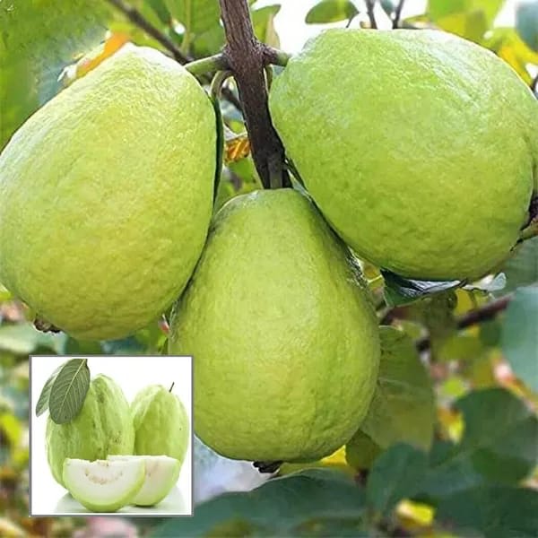 Hybrid Thai 7 Guava Fruit Plant ( Pack Of 1)