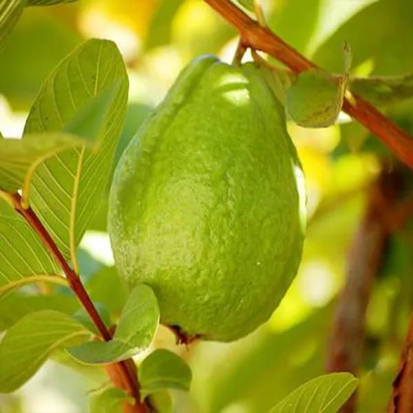 Hybrid Thai 7 Guava Fruit Plant ( Pack Of 1)