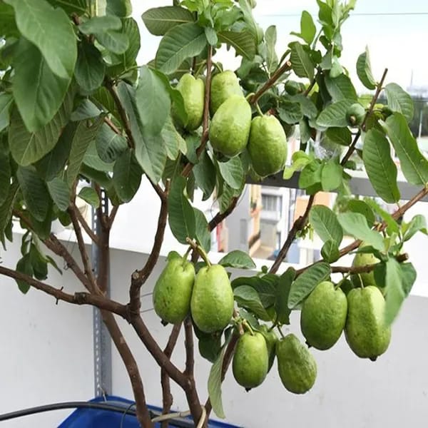 Hybrid Thai 7 Guava Fruit Plant ( Pack Of 1)