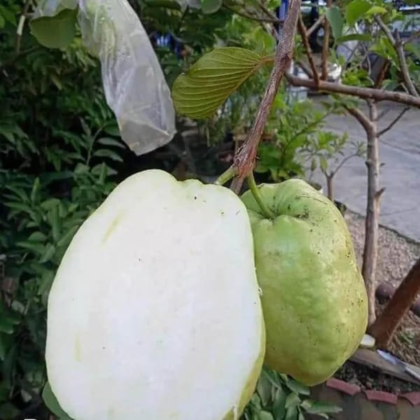 Hybrid Thai 7 Guava Fruit Plant ( Pack Of 1)
