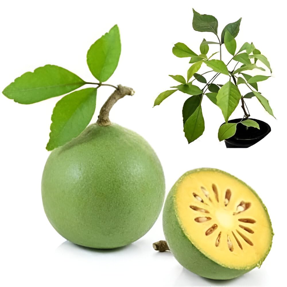 Hybrid Seedless Bel Fruit Plant (Pack Of-1 )
