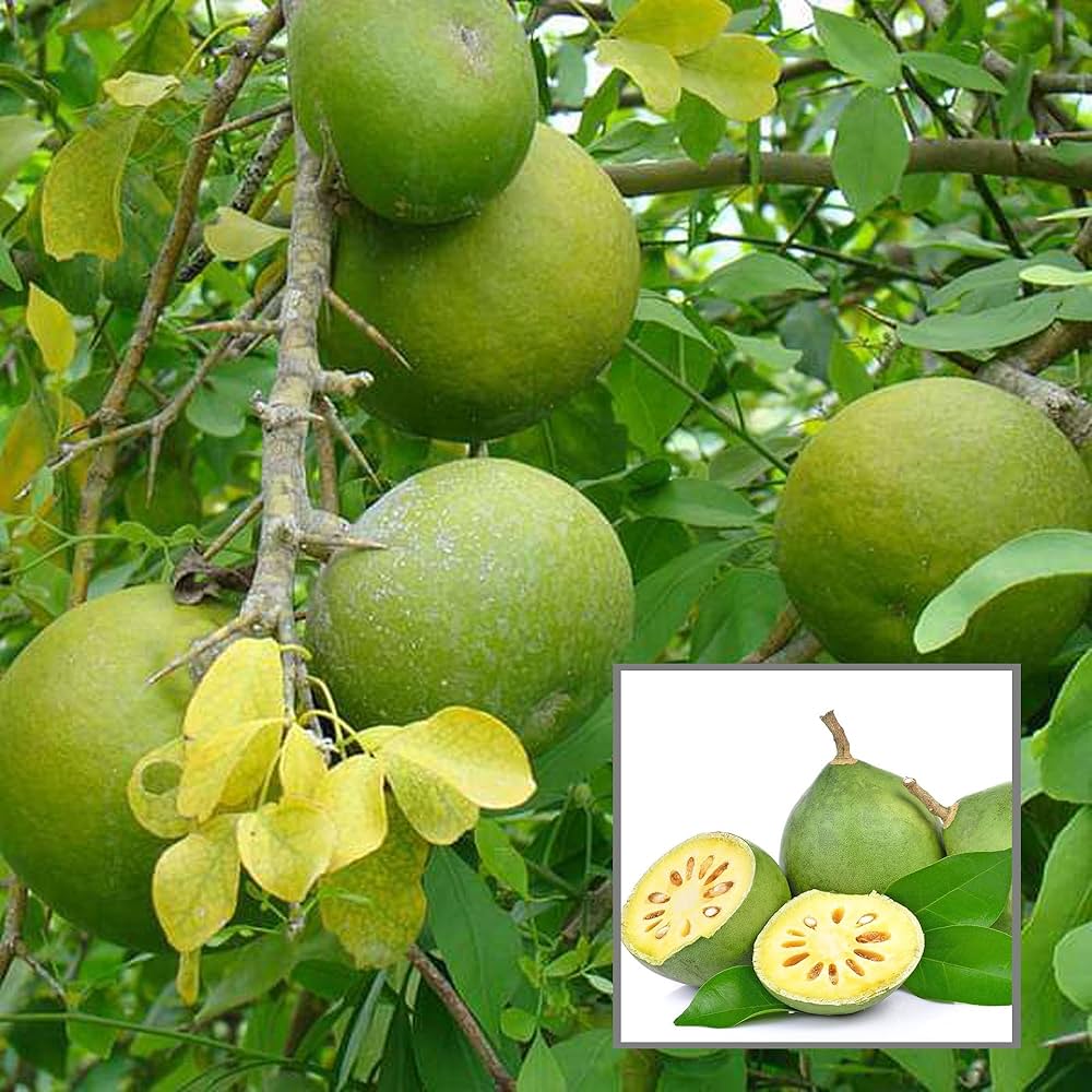 Hybrid Seedless Bel Fruit Plant (Pack Of-1 )