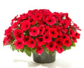 Red Petunia Flower Plant (Pack Of-1 )