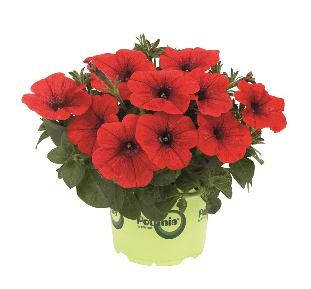 Red Petunia Flower Plant (Pack Of-1 )