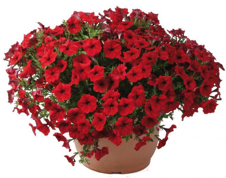 Red Petunia Flower Plant (Pack Of-1 )