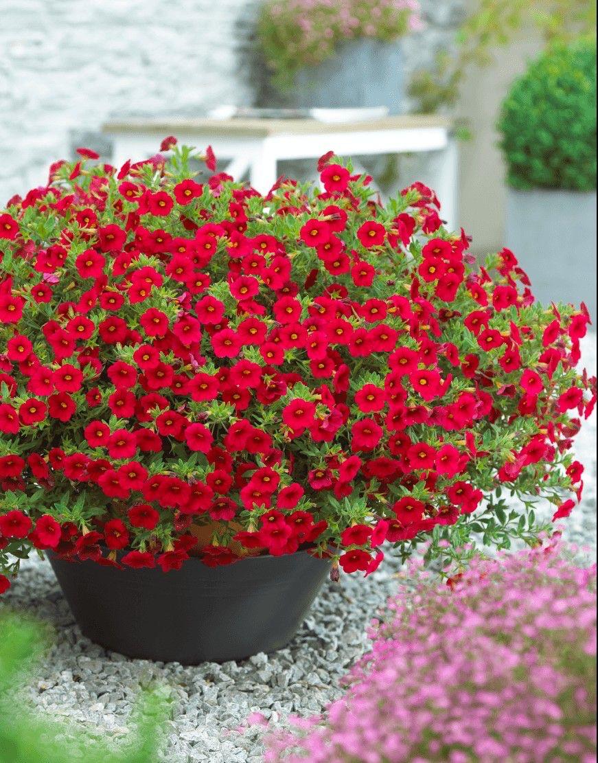 Red Petunia Flower Plant (Pack Of-1 )
