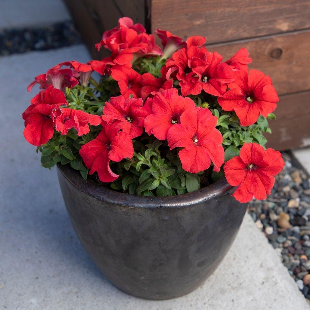 Red Petunia Flower Plant (Pack Of-1 )