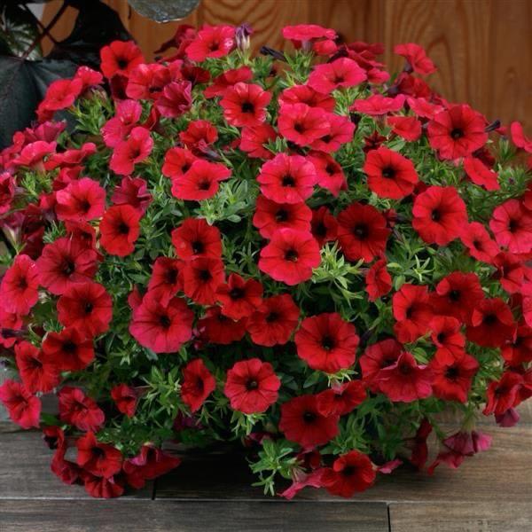 Red Petunia Flower Plant (Pack Of-1 )