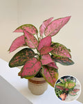 Hybrid Aglaonema Red Plant (Pack Of-1)