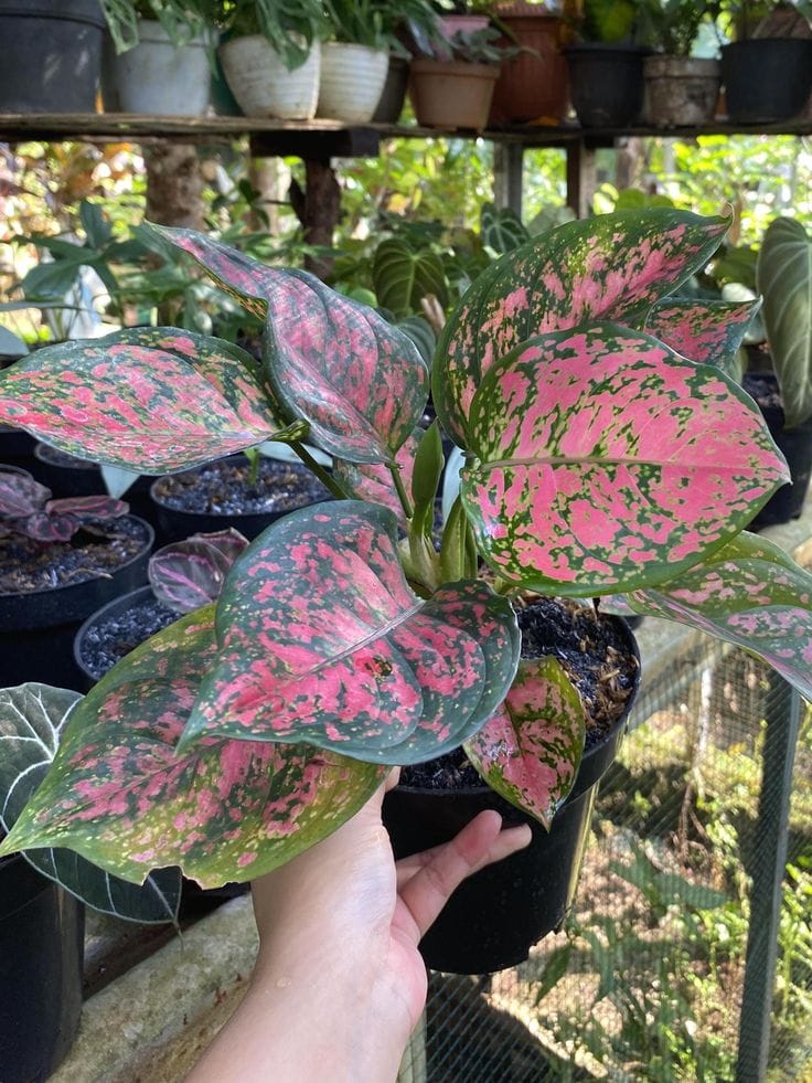 Hybrid Aglaonema Red Plant (Pack Of-1)